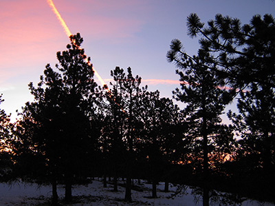 Sunrise over trees with a bright streak of light.